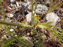 Crepis rubra, photograph (c) paulchallinor, some rights reserved (CC BY)
