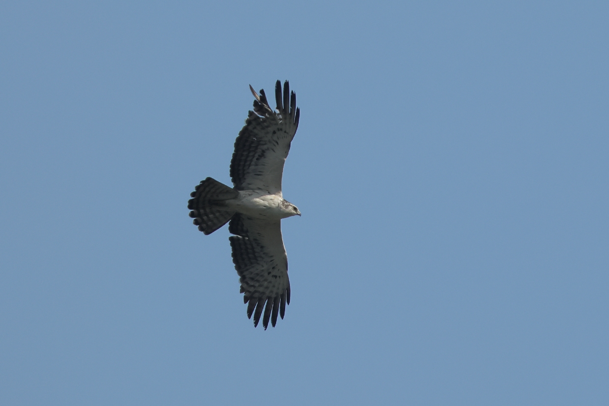 Ayres's Hawk-Eagle (Hieraaetus ayresii), photo 4