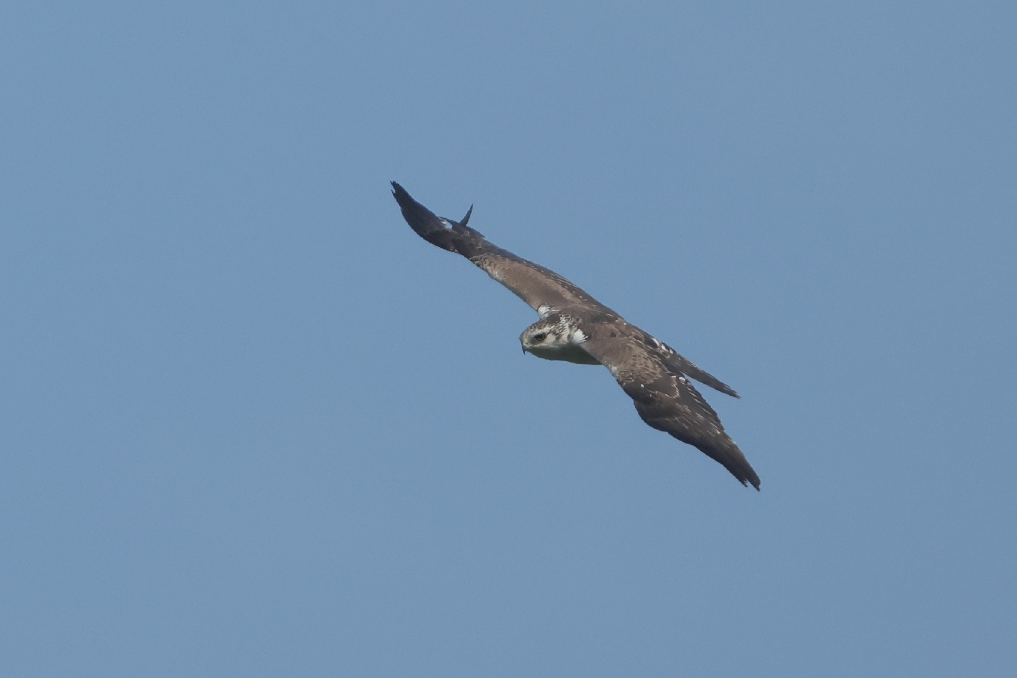 Ayres's Hawk-Eagle (Hieraaetus ayresii), photo 5