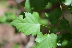 Crataegus flabellata