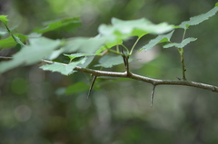 Crataegus flabellata