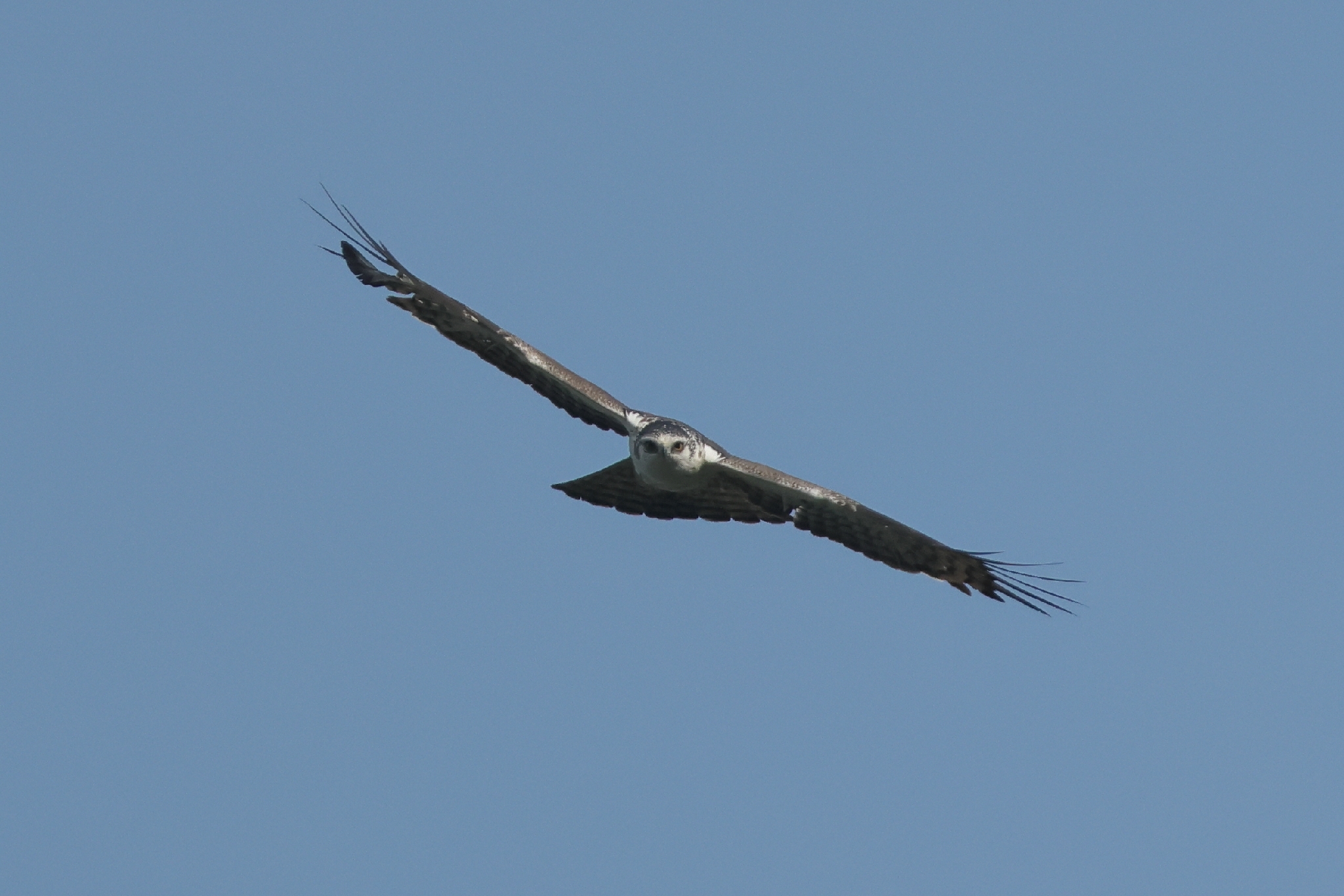 Ayres's Hawk-Eagle (Hieraaetus ayresii), photo 6