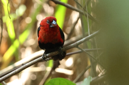 Red-headed Bluebill (Spermophaga ruficapilla), photo 4
