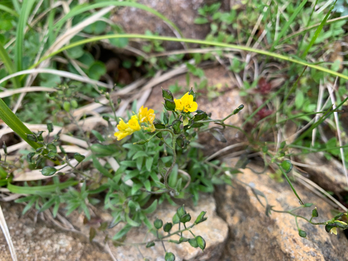 Draba japonica iNat (2)