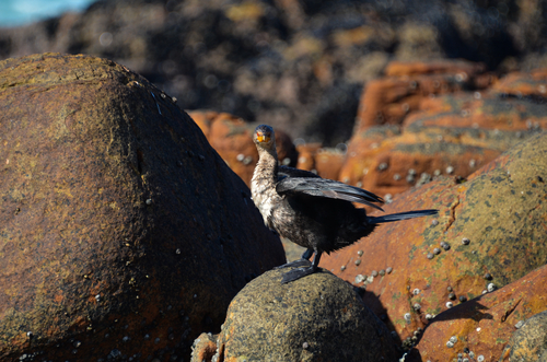 iNaturalist image