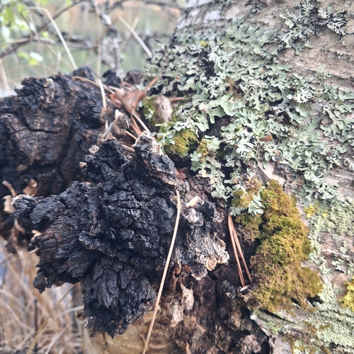 Chaga
