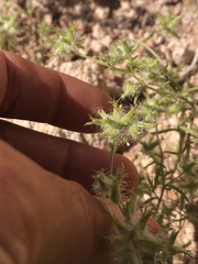 Cryptantha nevadensis