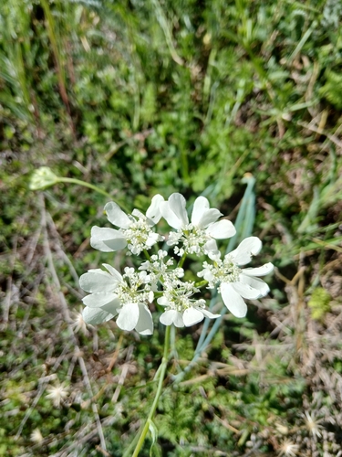 Large-flowered Orlaya