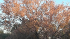 Tamarix parviflora