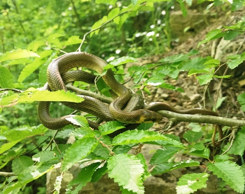 Aesculapian Snake