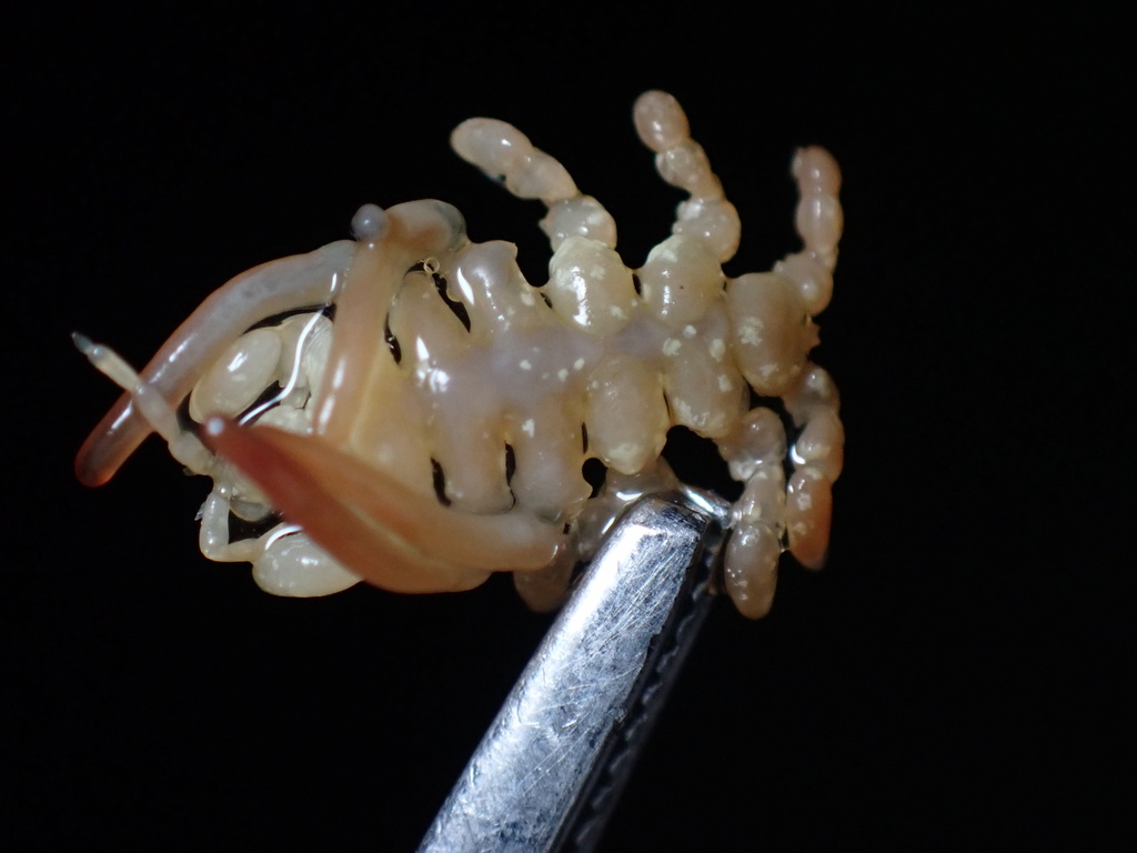 Cyamus kessleri