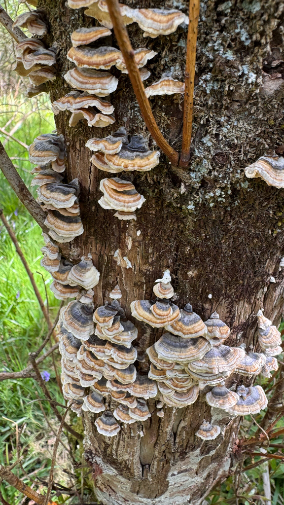 Trametes versicolor · May 2026 · photo: © rosy_t (iNaturalist, cc-by)