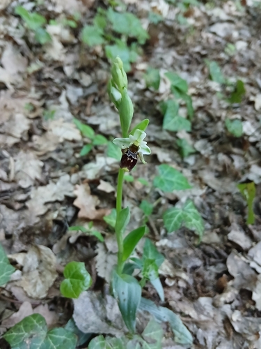 Horned Orchid