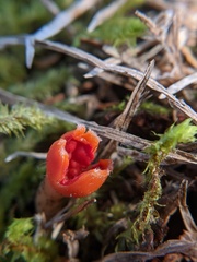 Microstoma protractum