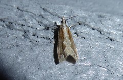 Eudonia steropaea