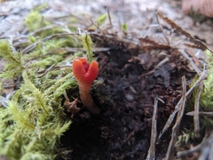 Microstoma protractum