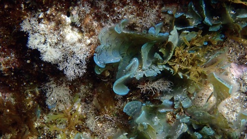 Stypopodium observed 2026-05-14