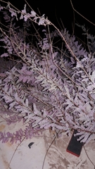 Tamarix parviflora