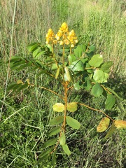 Senna magnifolia