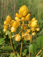 Senna magnifolia