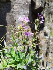 Boechera breweri shastaensis