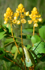 Senna magnifolia