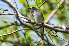 Vireo solitarius