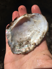 Lasmigona complanata