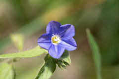 Convolvulus siculus, photograph (c) Eleftherios Katsillis, some rights reserved (CC BY)