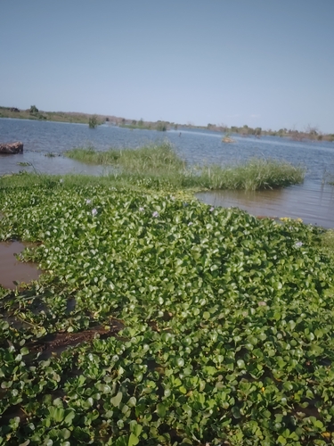 common water hyacinth