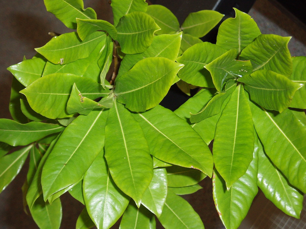 Pittosporum bracteolatum