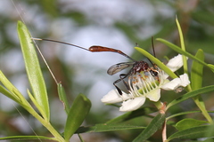Gasteruption albicuspis