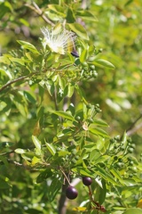 Capparis lucida