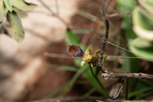 Ophrys omegaifera, photograph 2