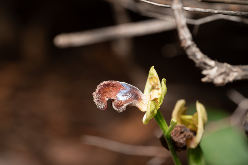 Ophrys omegaifera, photograph 3