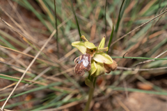 Ophrys omegaifera, photograph (c) Eleftherios Katsillis, some rights reserved (CC BY)