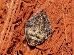 Araneus acuminatus