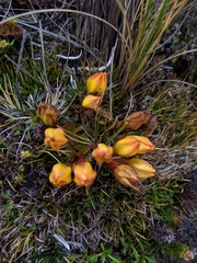 Gentianella hirculus