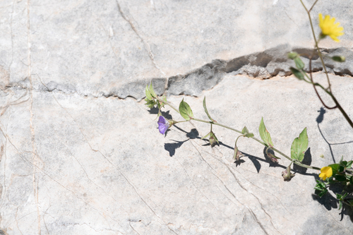 Convolvulus siculus, photograph 4