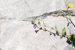 Convolvulus siculus, photograph (c) Eleftherios Katsillis, some rights reserved (CC BY)