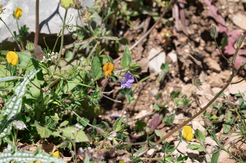 Convolvulus siculus, photograph 5
