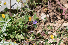 Convolvulus siculus, photograph (c) Eleftherios Katsillis, some rights reserved (CC BY)