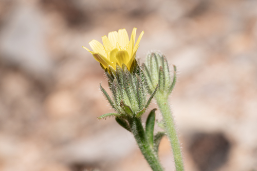Picris pauciflora