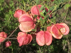 Dodonaea physocarpa
