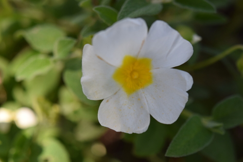 Sage-leaved Rock-rose