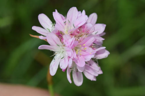 Armeria choulettiana