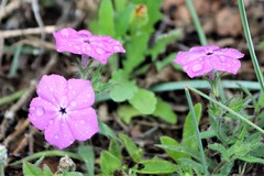 Phlox glabriflora