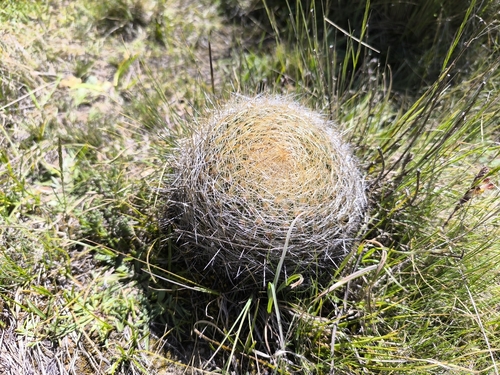 Matucana haynii