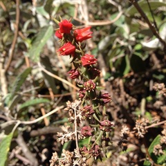 Echeveria coccinea