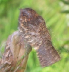 Antrostomus carolinensis